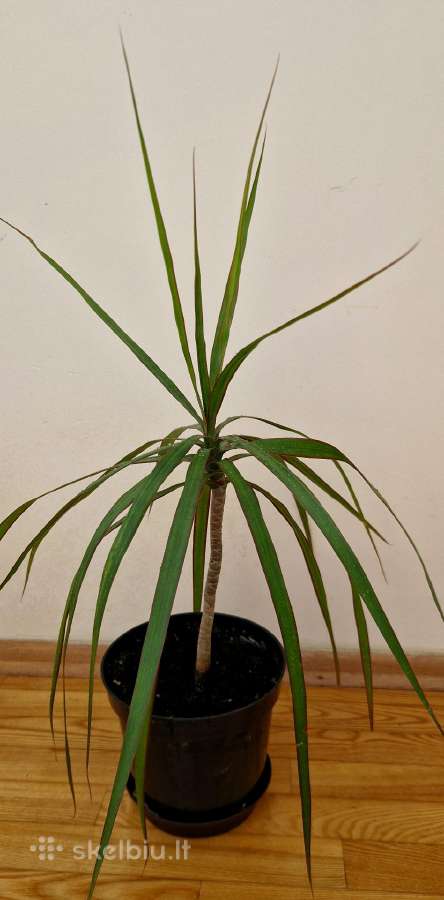 Dracena