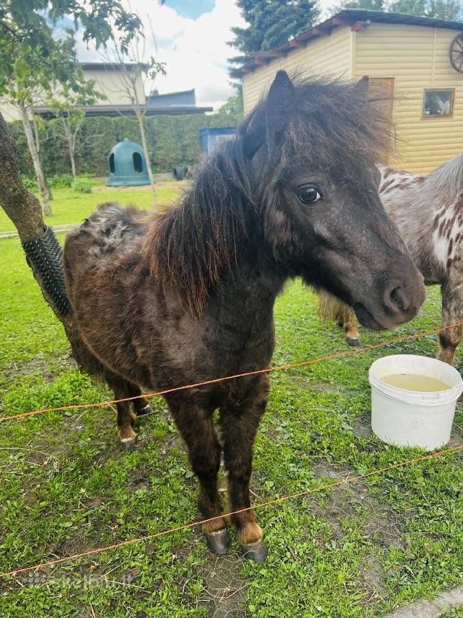 Parduodamas miniatiūrinis poni kumeliukas