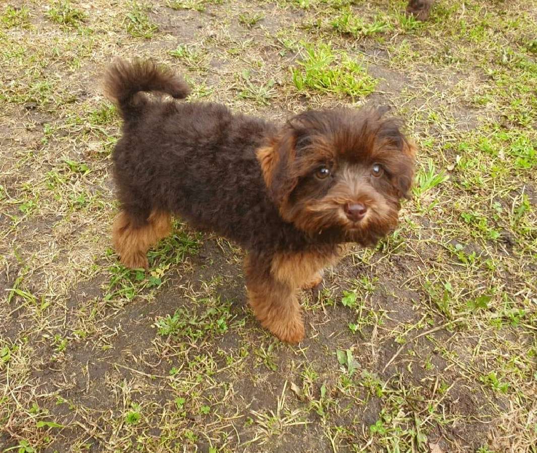Poodle 3/4