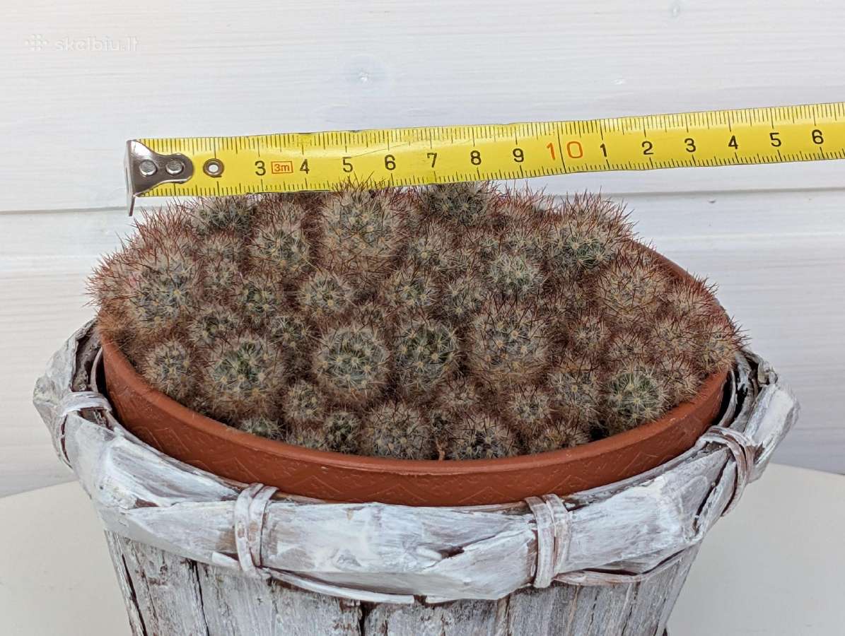 Kaktusas