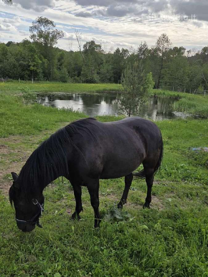 6 metu žemaituke ieško mylimu namu - nuotraukos Nr. 6