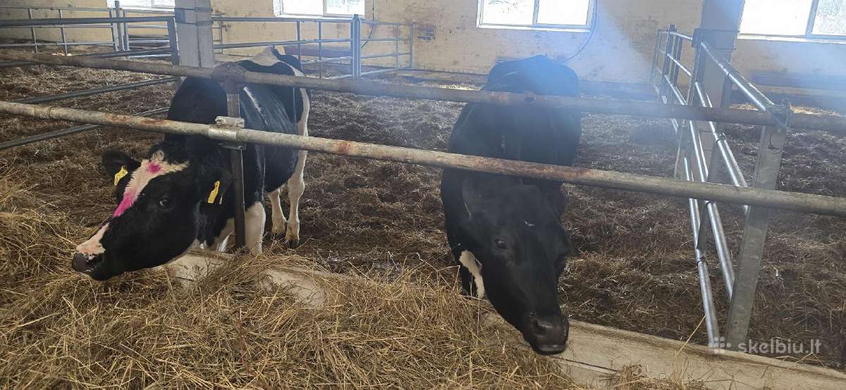 Beragės Holšteinės veršingos telyčios