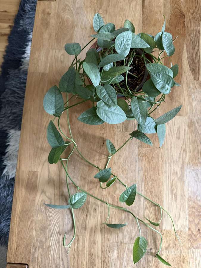 Epipremnum Cebu Blue