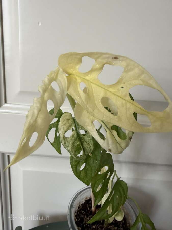 Monstera adasonii archipelago / ghost