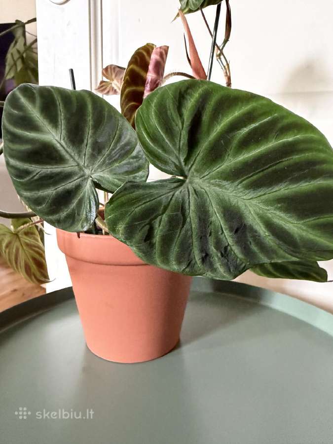 Philodendron verucossum