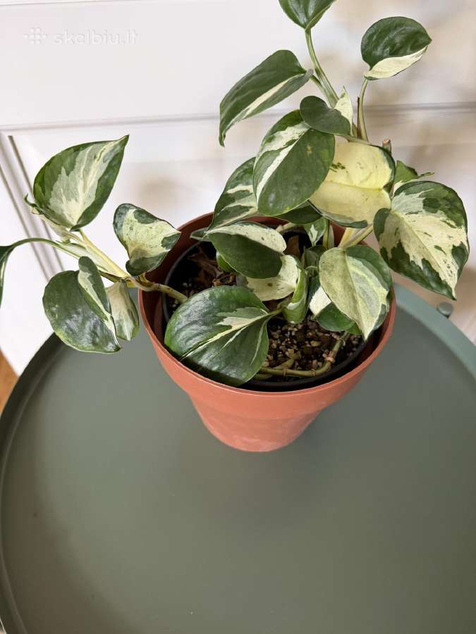 Epipremnum aureum Manjula