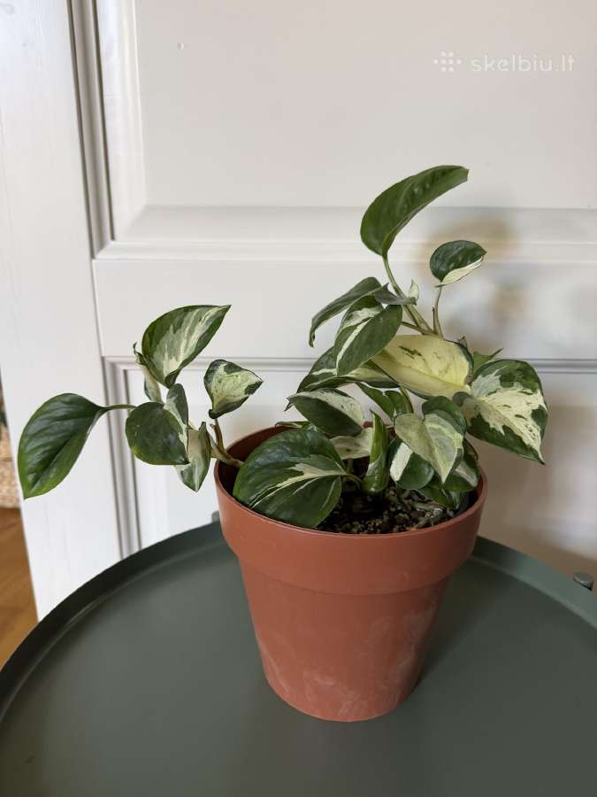Epipremnum aureum Manjula - nuotraukos Nr. 2