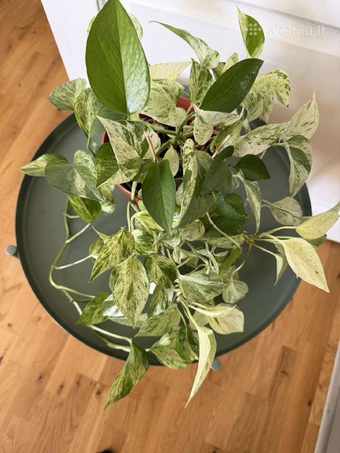 Epipremnum Marble Queen - nuotraukos Nr. 2