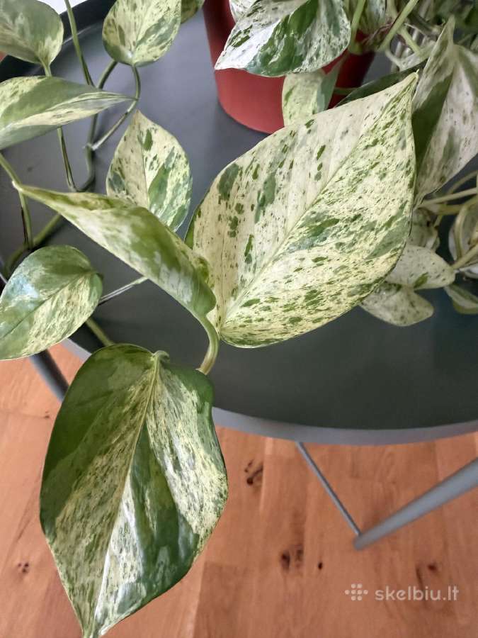 Epipremnum Marble Queen - nuotraukos Nr. 4