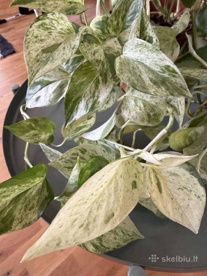 Epipremnum Marble Queen - nuotraukos Nr. 5
