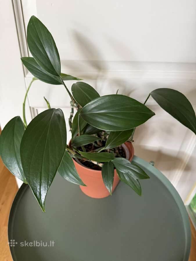 Monstera decursiva
