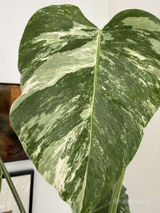 Monstera borsigiana variegata - nuotraukos Nr. 2
