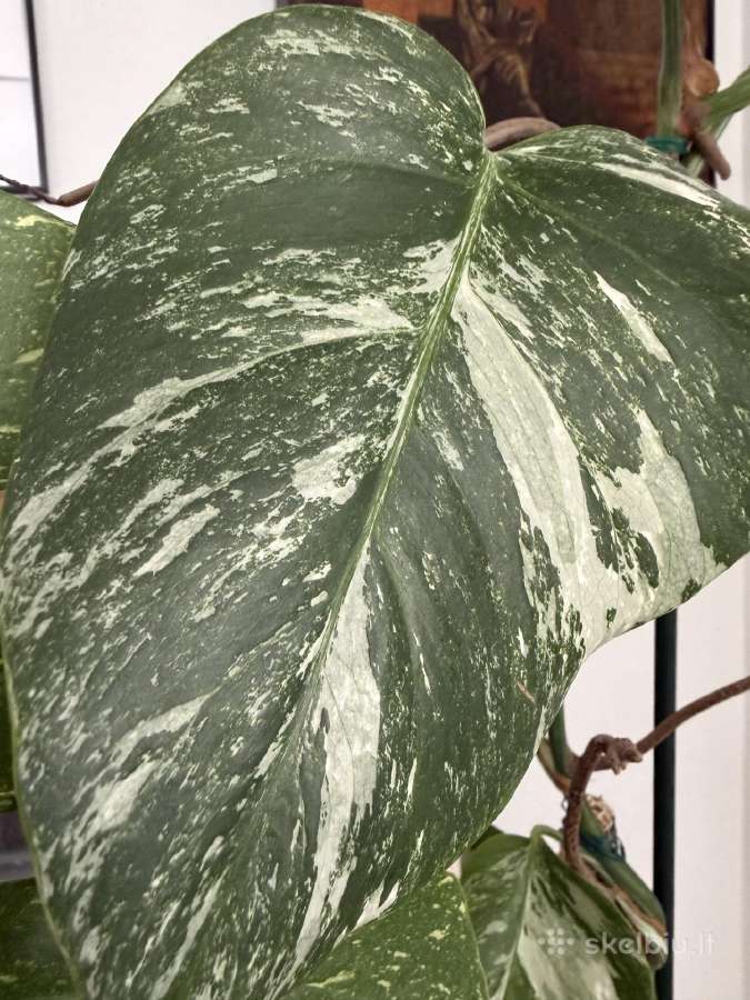 Monstera borsigiana variegata - nuotraukos Nr. 3