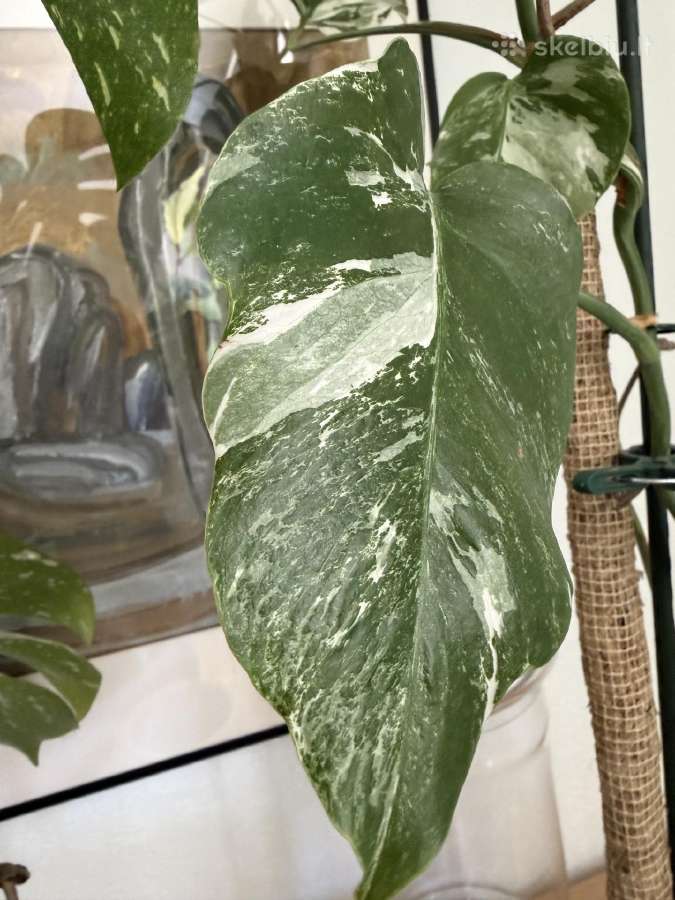 Monstera borsigiana variegata - nuotraukos Nr. 4