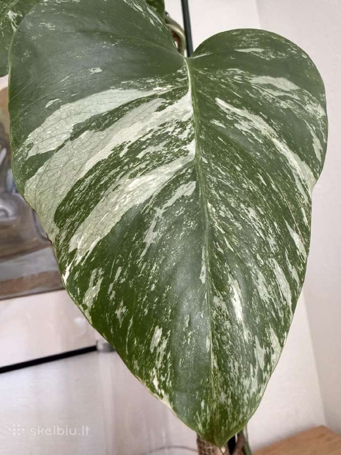 Monstera borsigiana variegata - nuotraukos Nr. 5