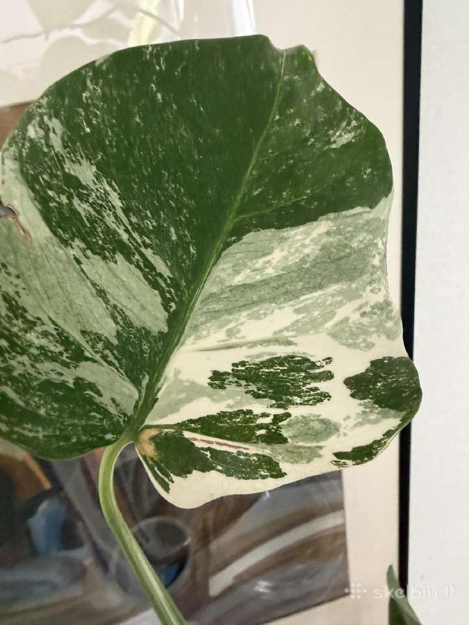 Monstera borsigiana variegata - nuotraukos Nr. 6