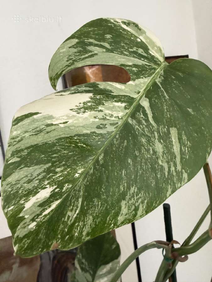 Monstera borsigiana variegata
