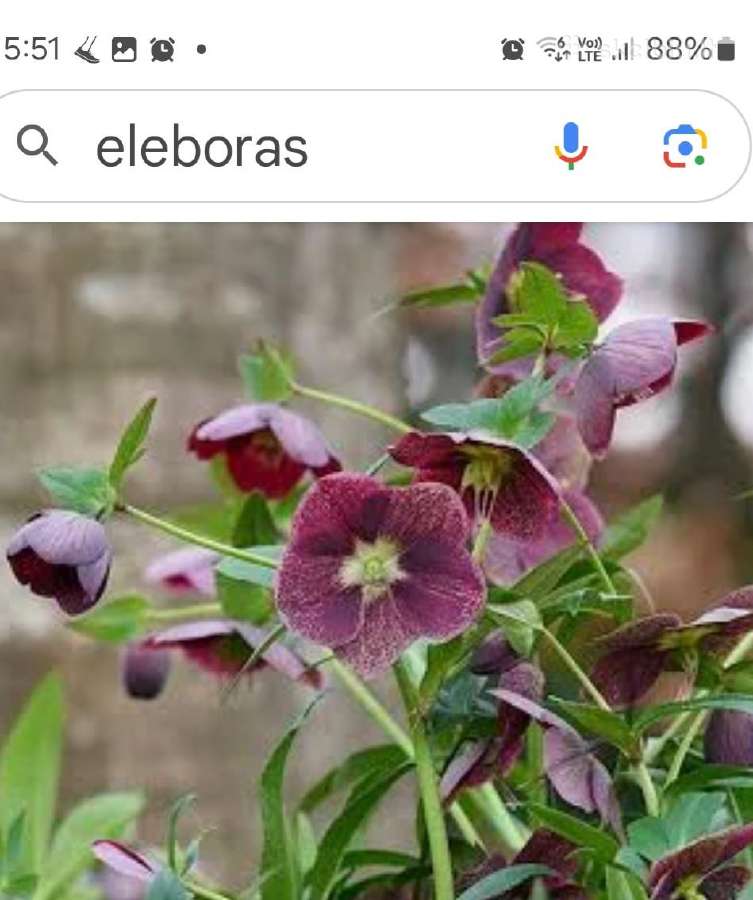 Eleboras