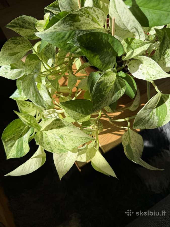 Epipremnum Marble Queen