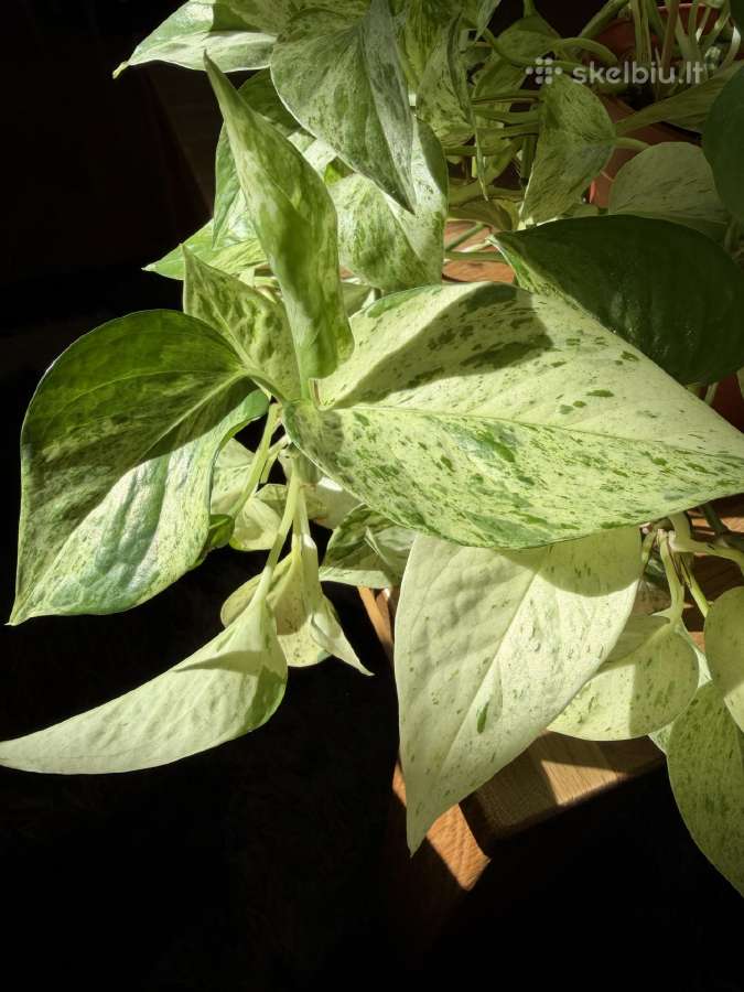 Epipremnum Marble Queen - nuotraukos Nr. 3