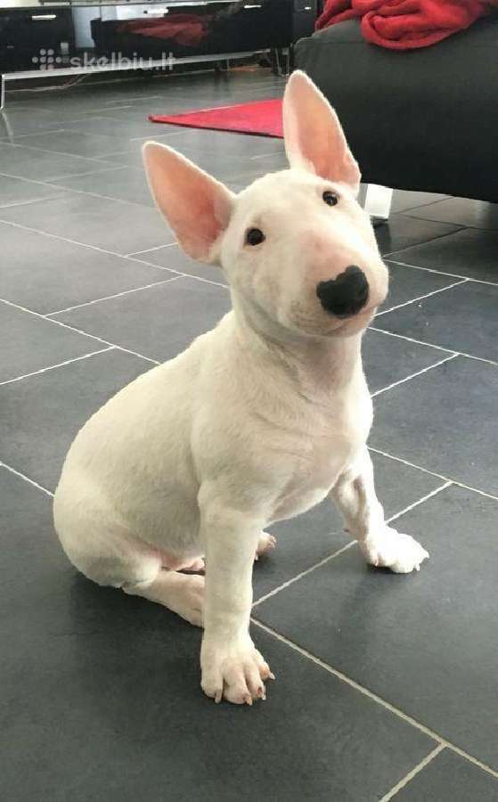 Ieškau balto mini bullterjero!