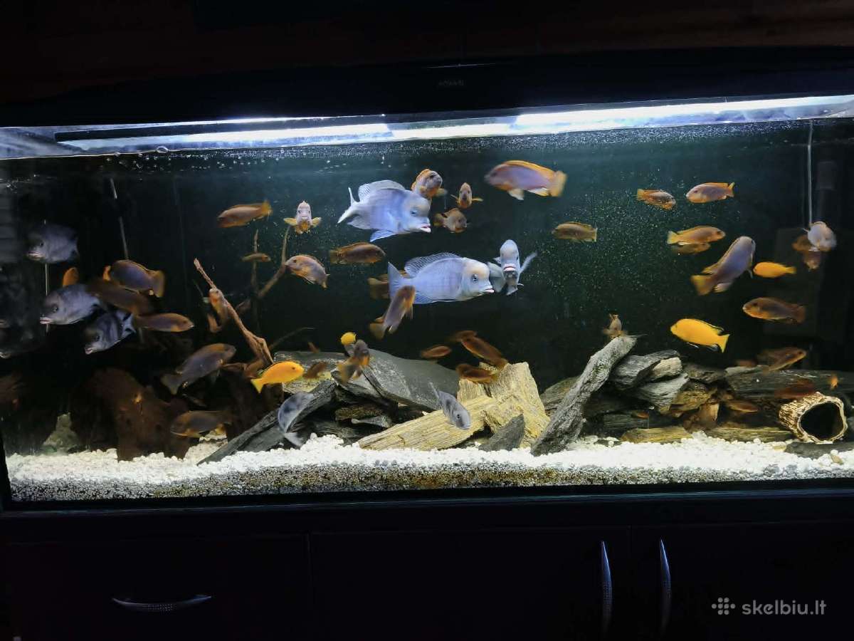 Akvariumas 450l