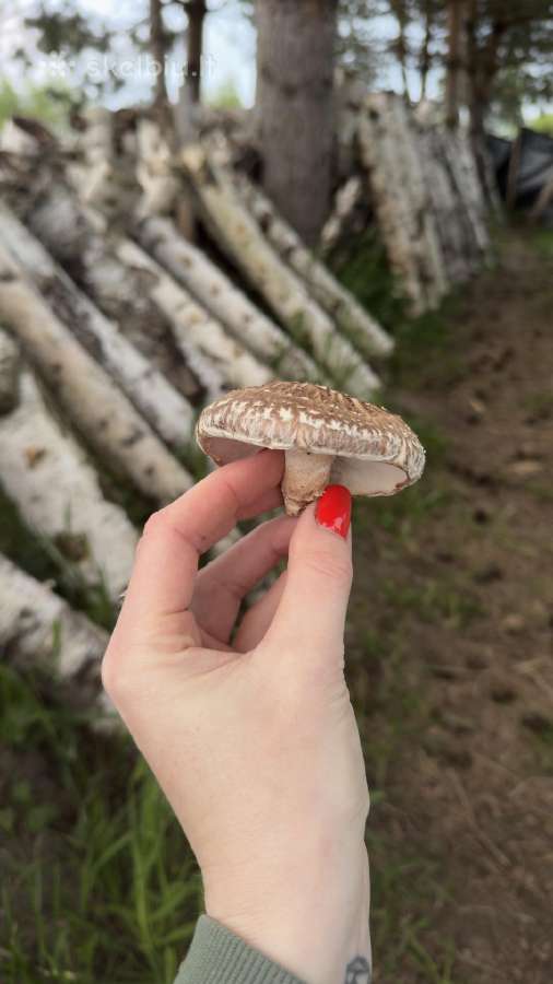 Shiitake grybų rąsteliai (2025 metų) - nuotraukos Nr. 16