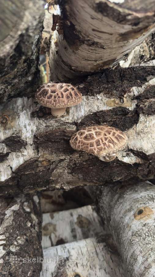 Shiitake grybų rąsteliai (2025 metų) - nuotraukos Nr. 17