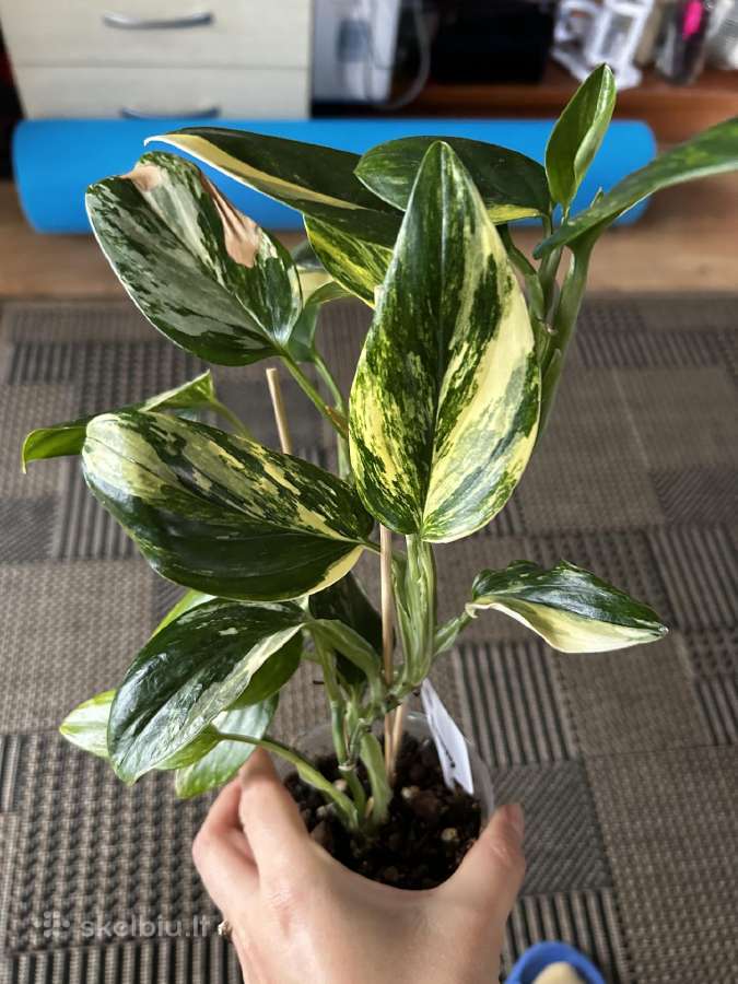 Monstera Standleyana Aurea