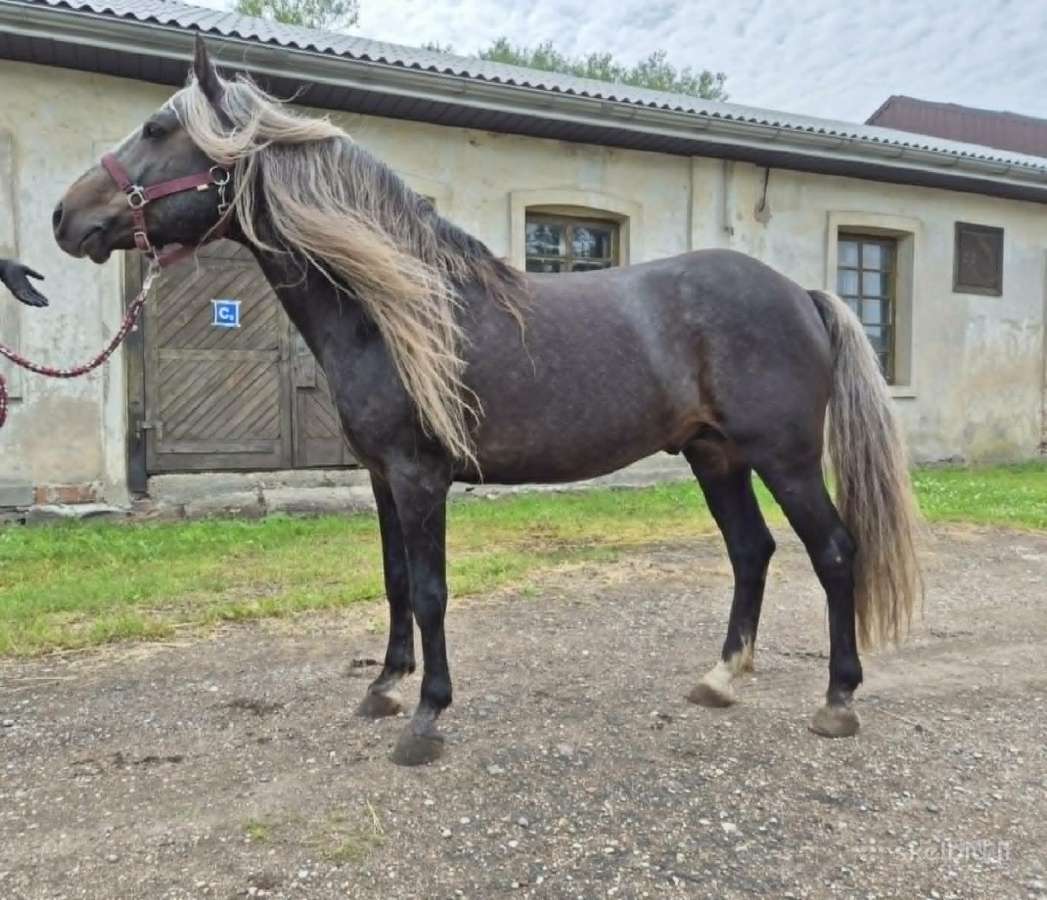 Išskirtinis žemaitukų eržilas - nuotraukos Nr. 2