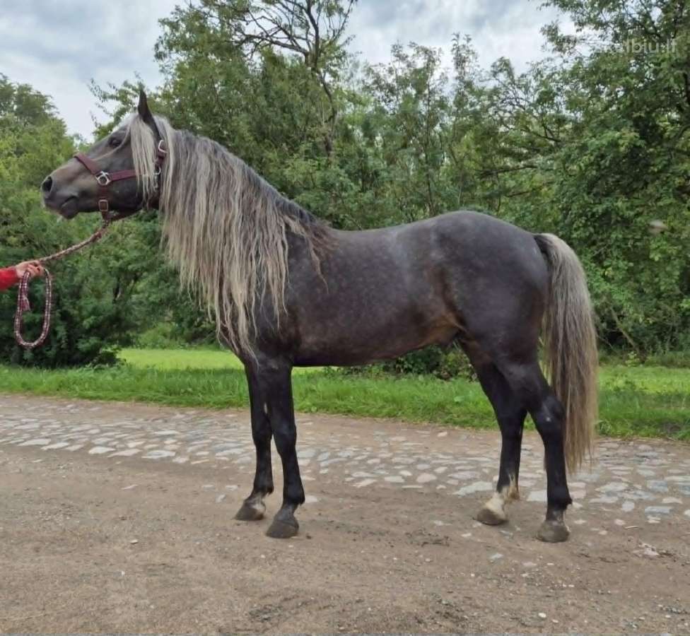 Išskirtinis žemaitukų eržilas