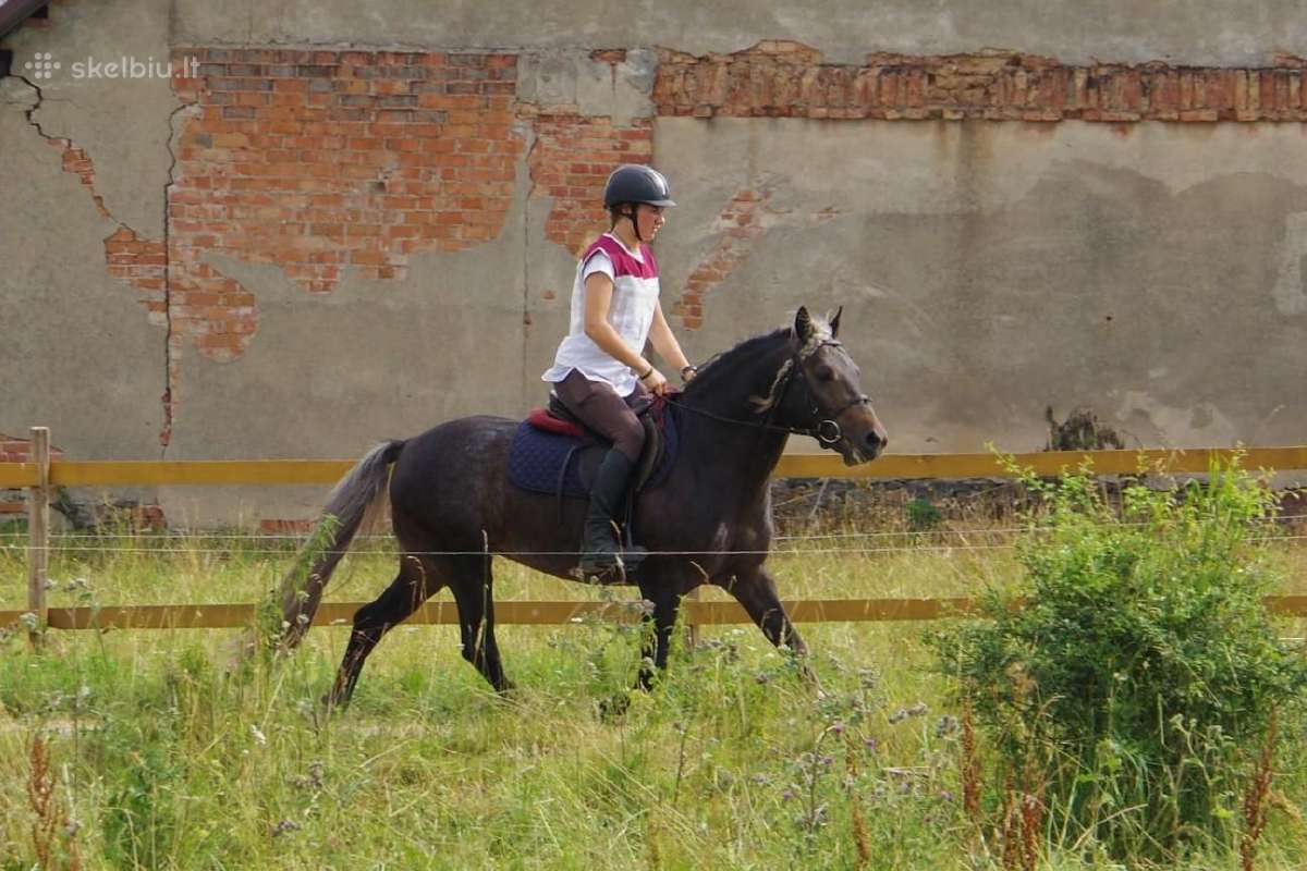 Išskirtinis žemaitukų eržilas - nuotraukos Nr. 3