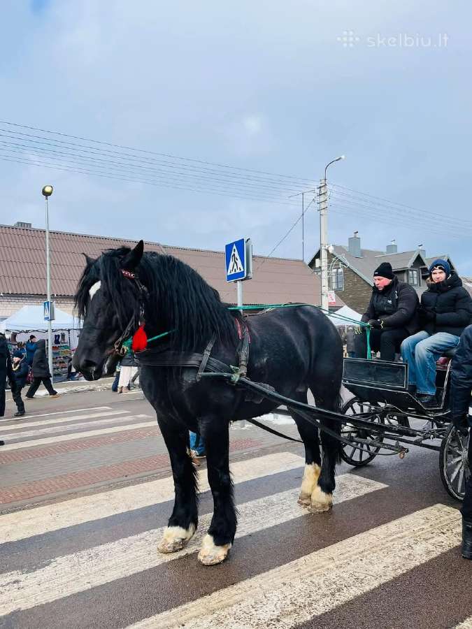 Eržilas kergimiui