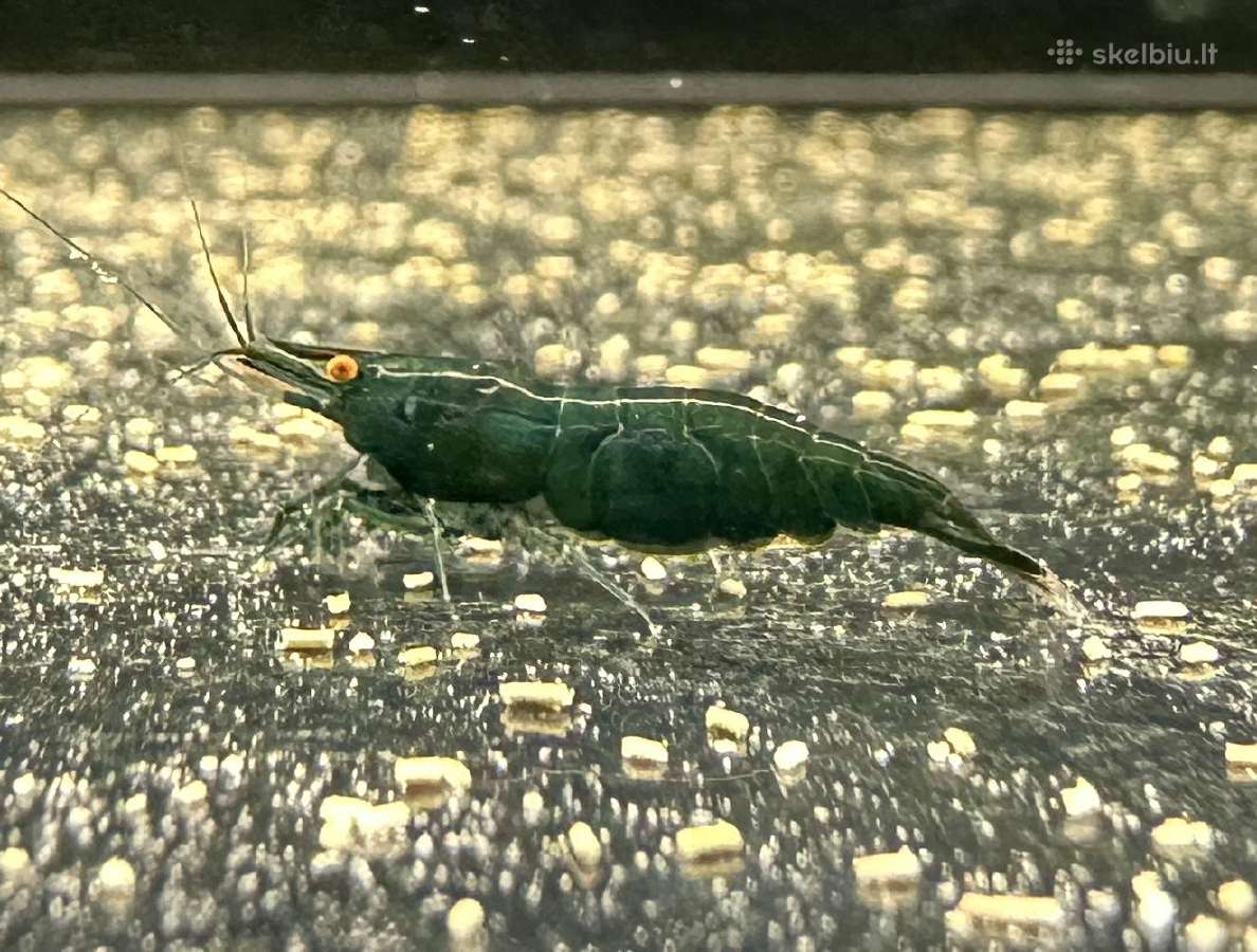 Dark Green Jade Oe „Green Demon" - Neocaridina