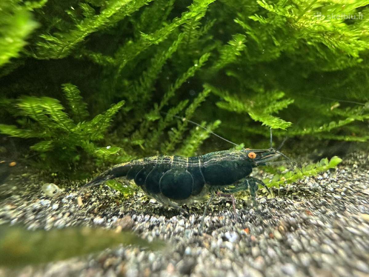 Dark Green Jade Oe „Green Demon" - Neocaridina - nuotraukos Nr. 3