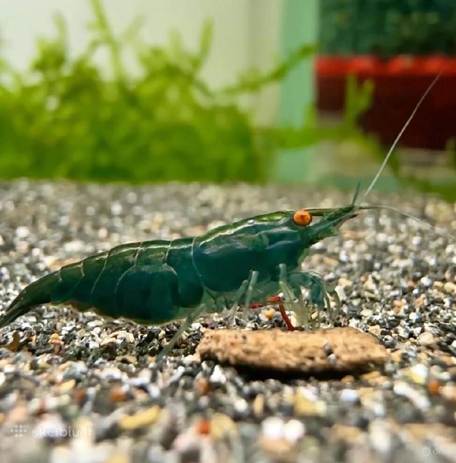 Dark Green Jade Oe „Green Demon" - Neocaridina - nuotraukos Nr. 4