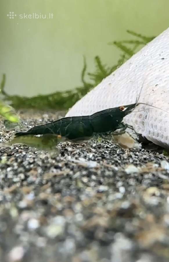 Dark Green Jade Oe „Green Demon" - Neocaridina - nuotraukos Nr. 5