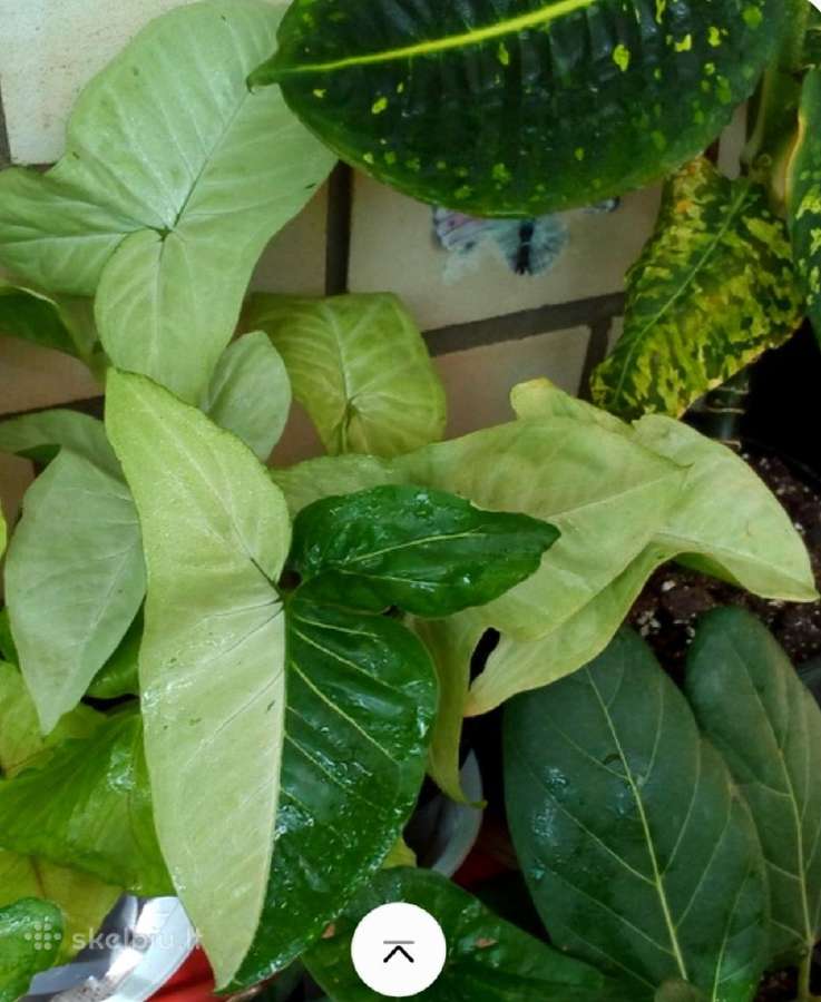 Syngonium panda white form