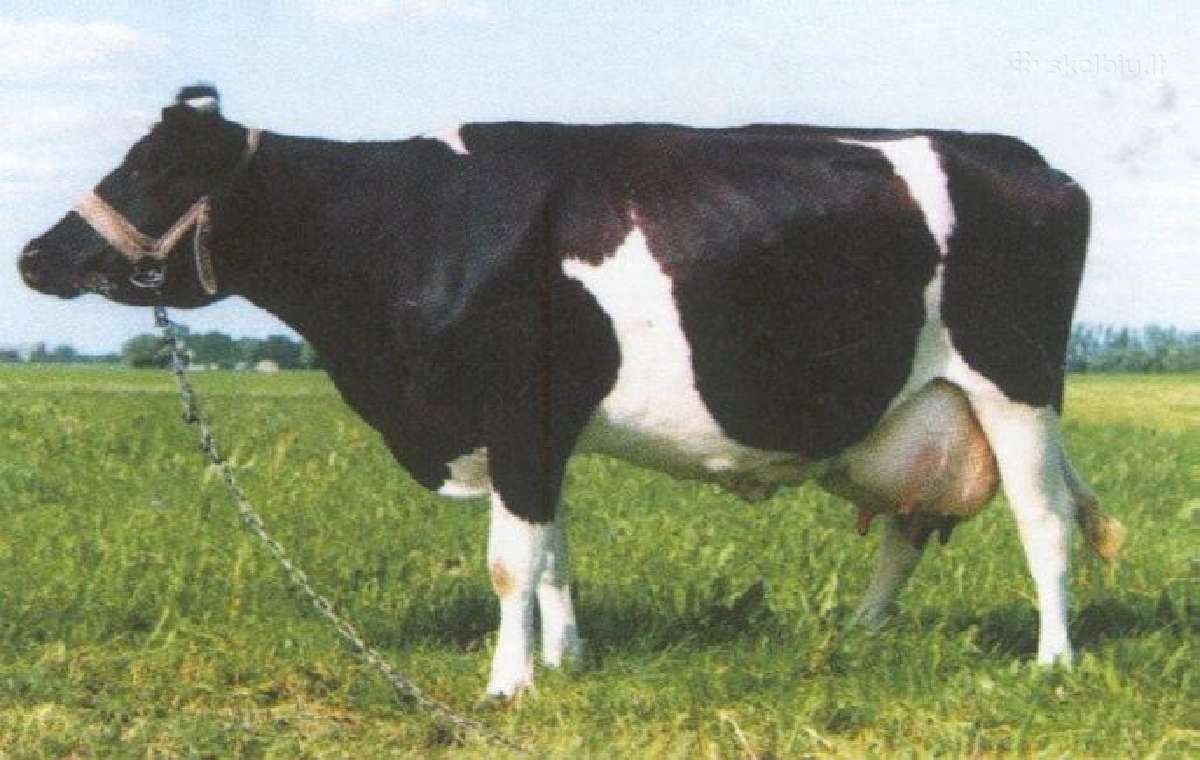 10 melžiamų karvių
