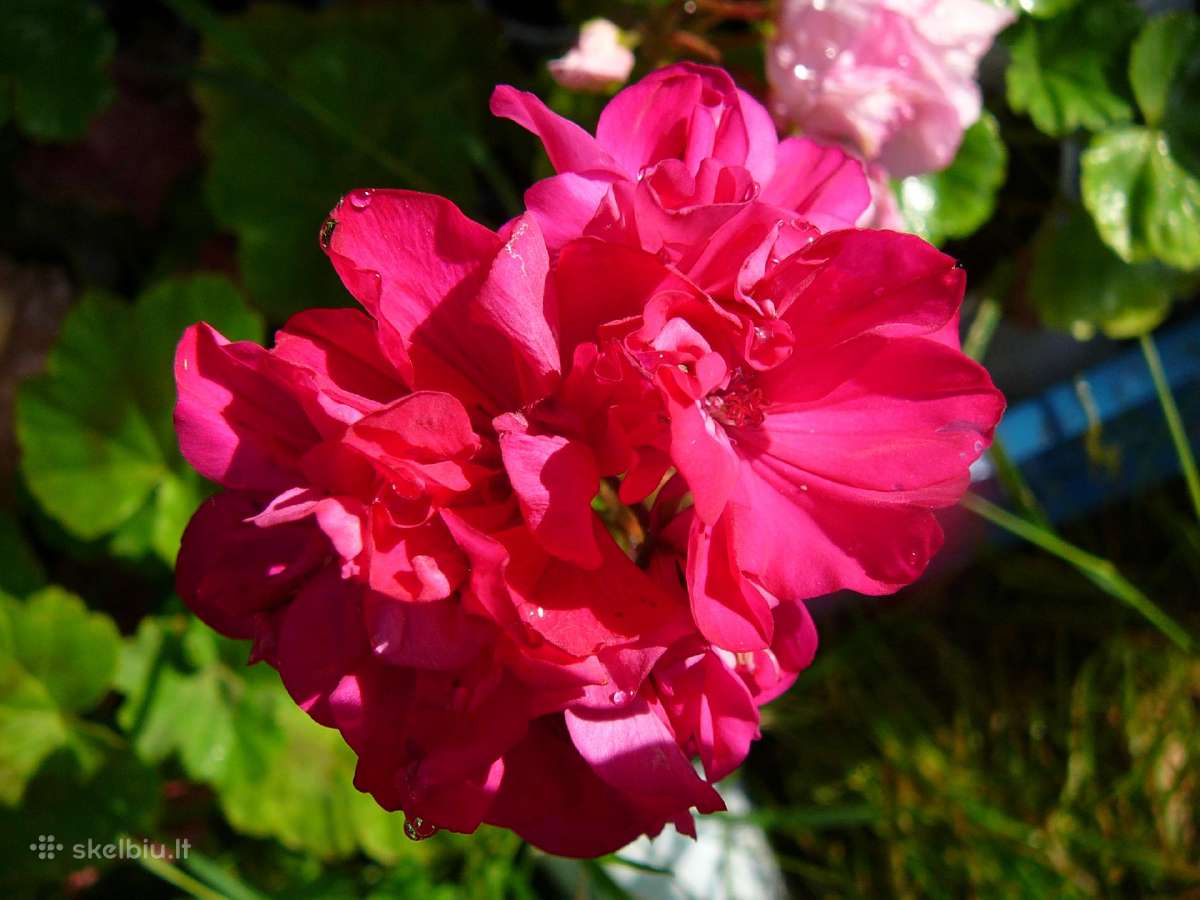 Pelargonijos - didelis pasirinkimas - nuotraukos Nr. 19