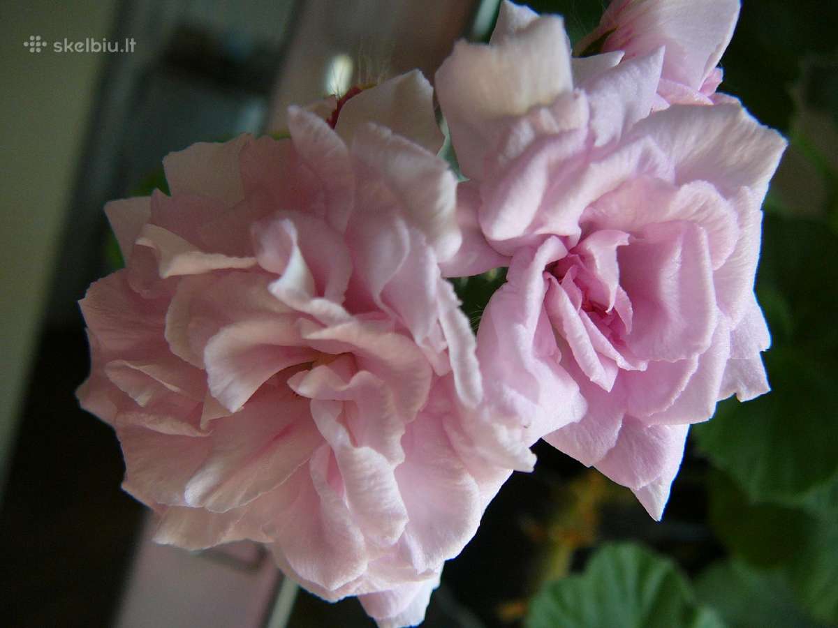 Pelargonijos - didelis pasirinkimas - nuotraukos Nr. 18
