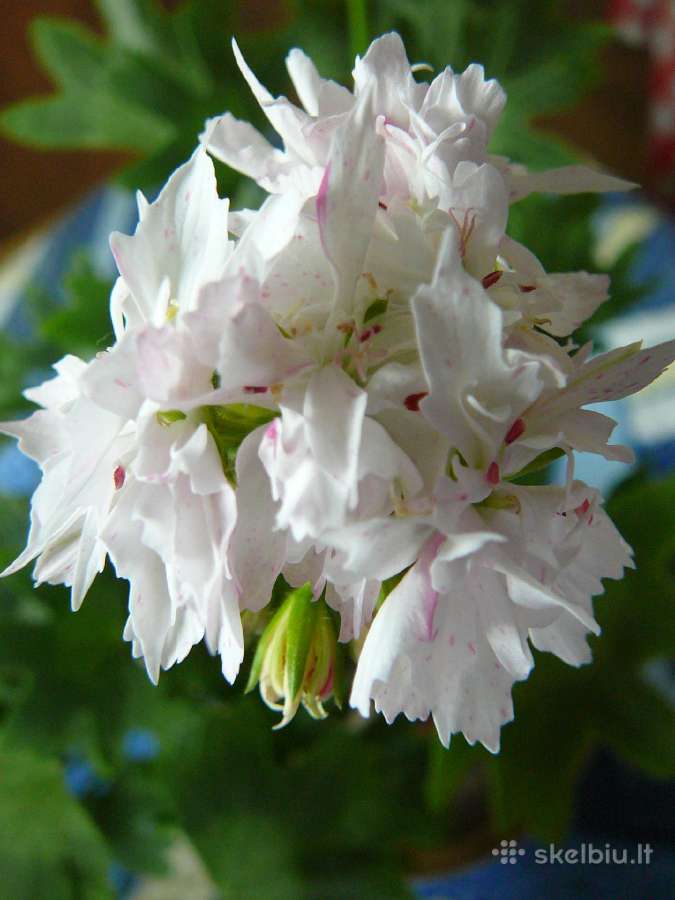 Pelargonijos - didelis pasirinkimas - nuotraukos Nr. 20