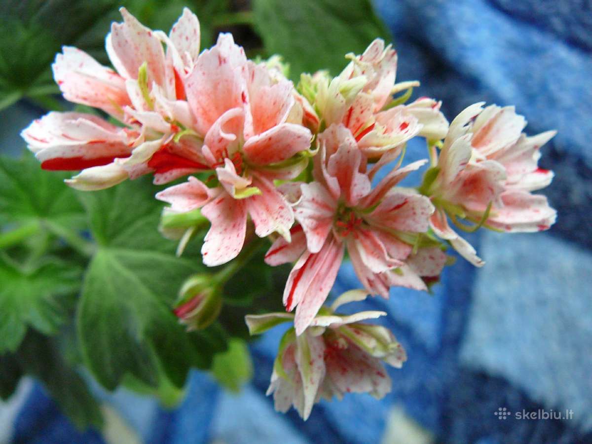 Pelargonijos - didelis pasirinkimas - nuotraukos Nr. 21