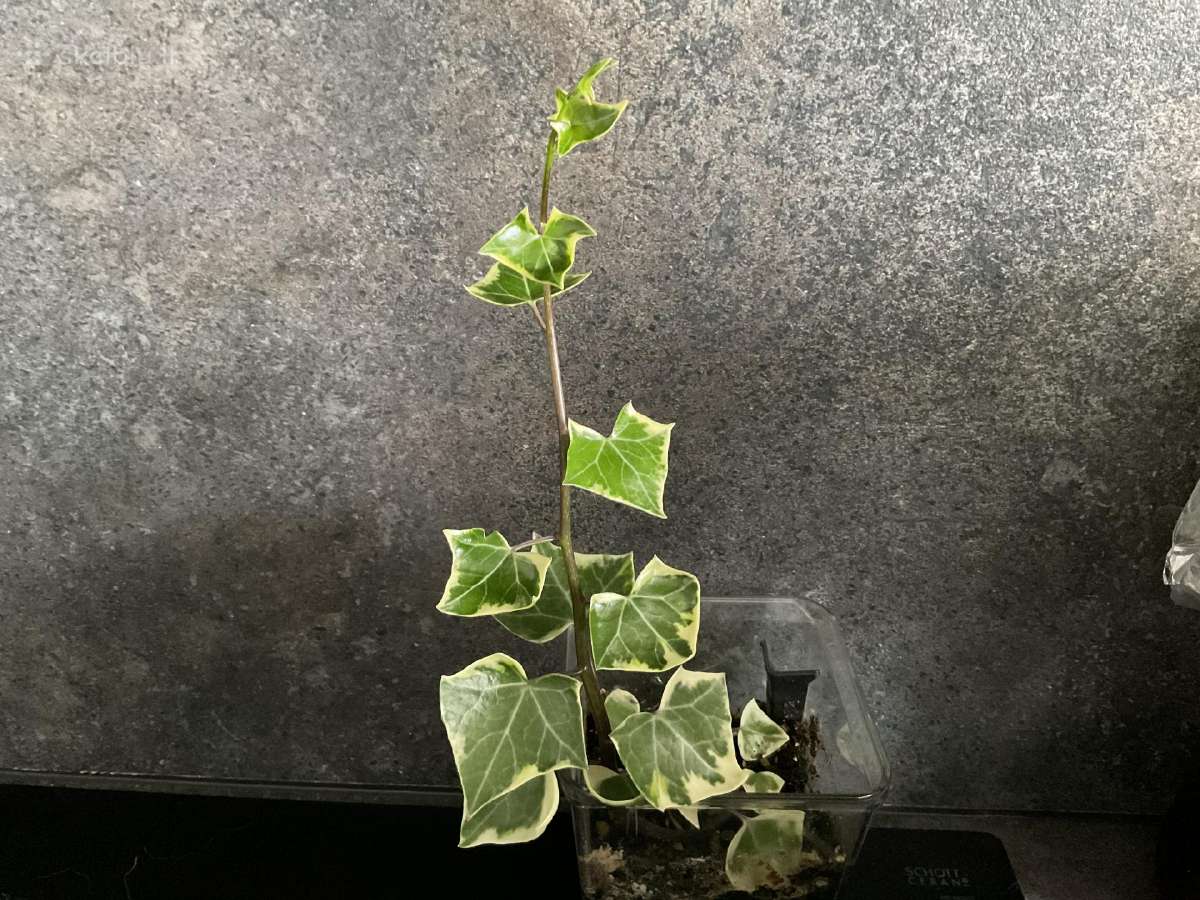 Senecio macroglossus ‘variegatus (variegatinis)