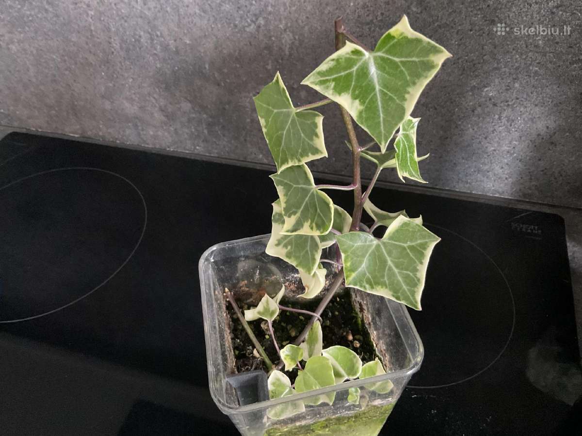 Senecio macroglossus ‘variegatus (variegatinis) - nuotraukos Nr. 2