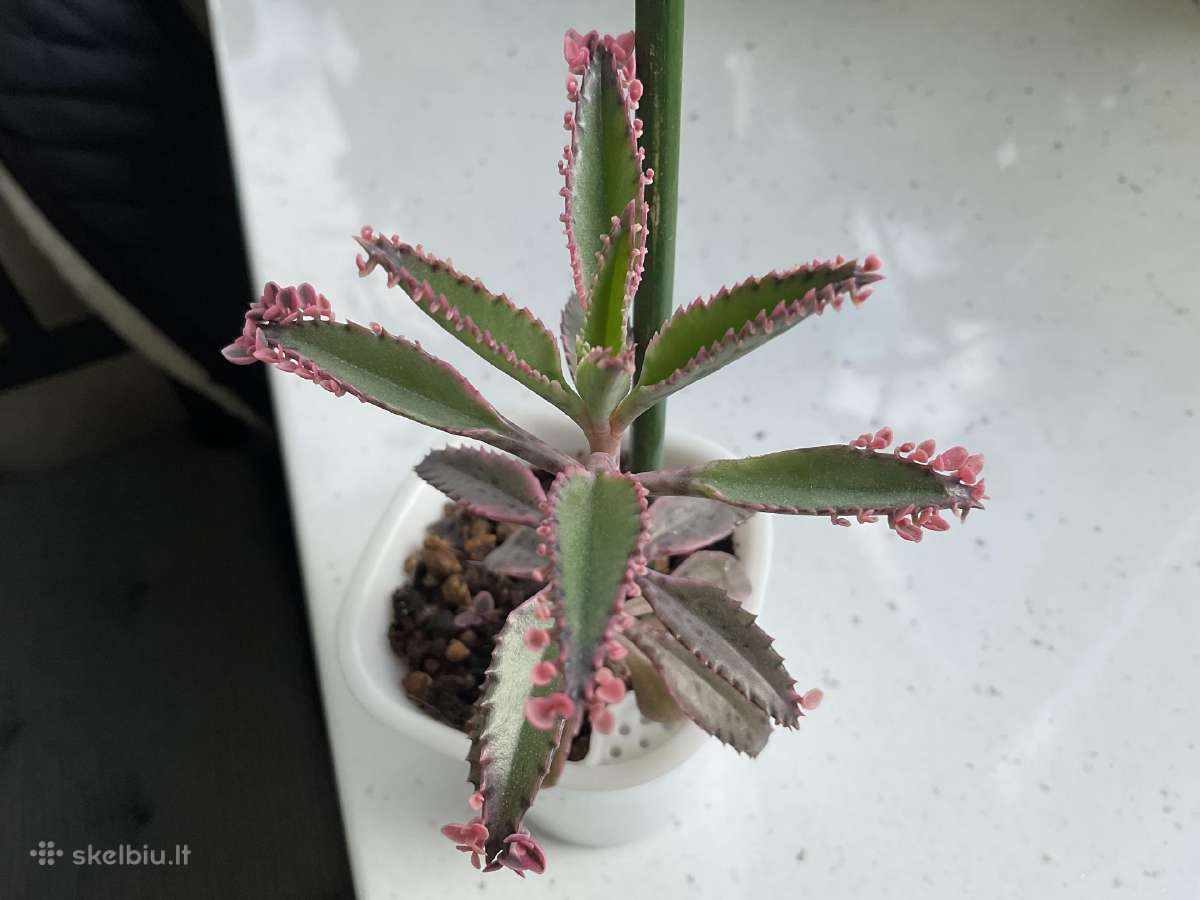 Kalanchoe serrata variegata