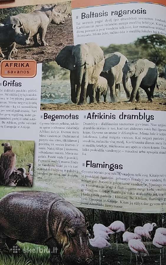 Bolekas ir Liolekas. Gyvūnų atlasas - nuotraukos Nr. 8
