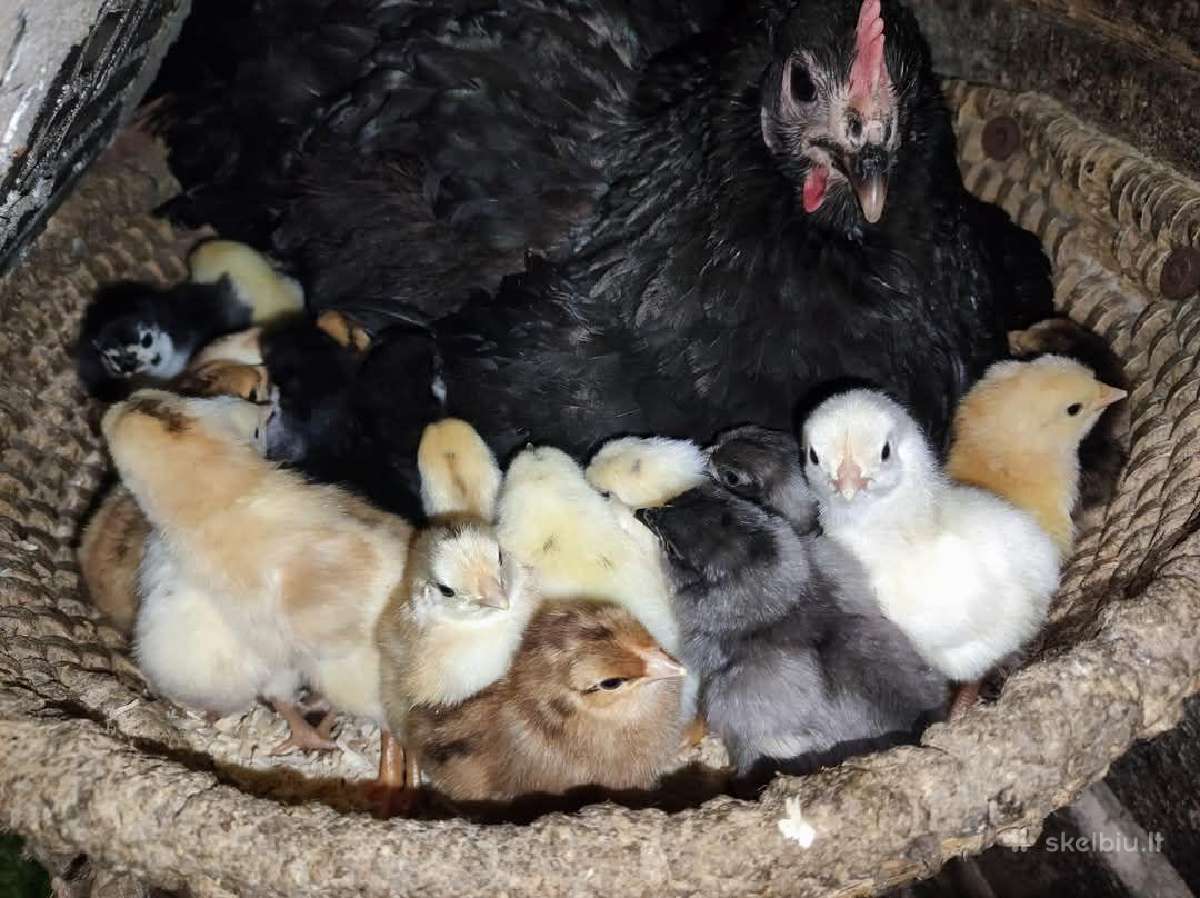 Perku perėkslę vištą