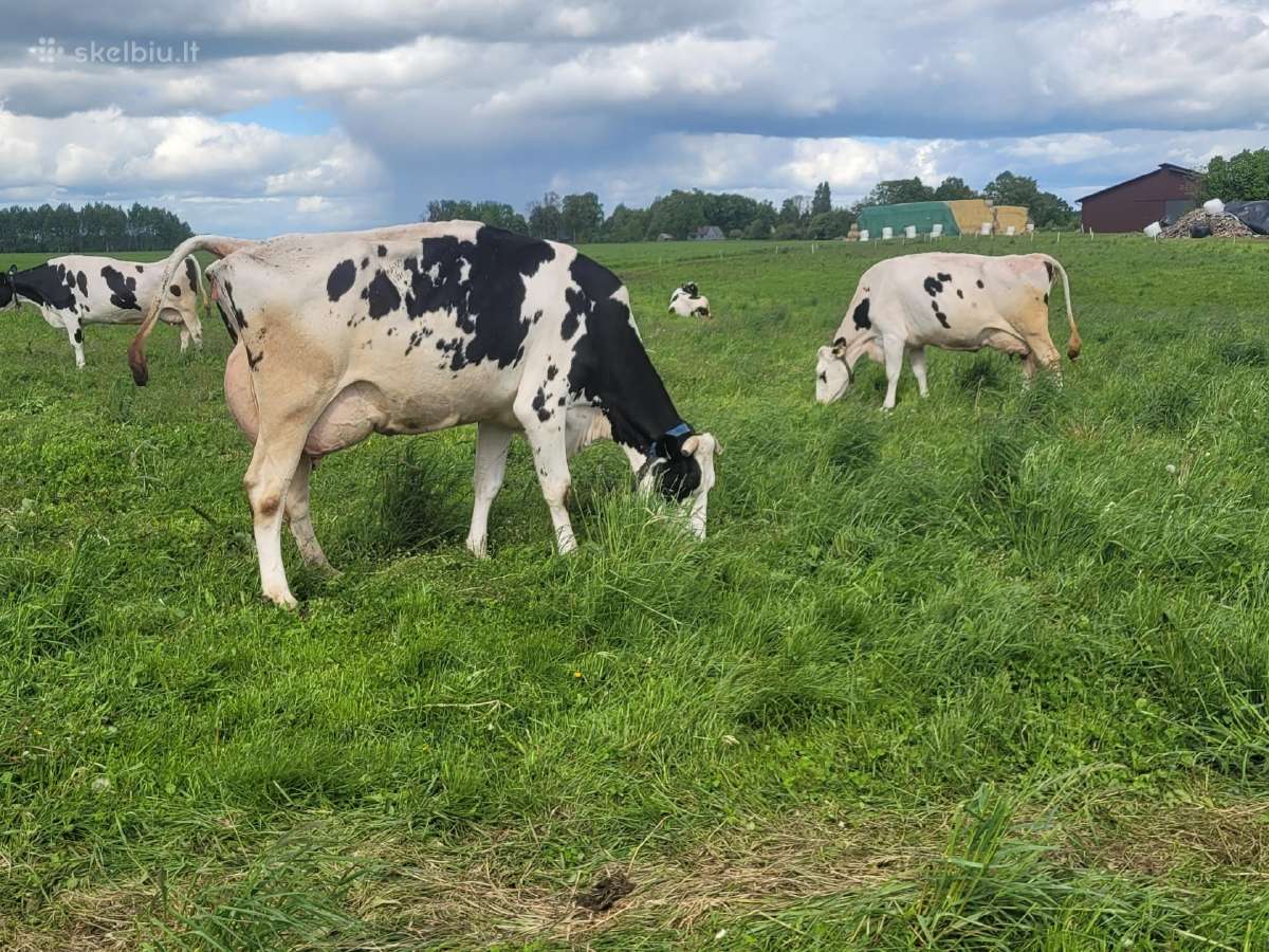 Parduodu 40 vnt. pieninių veislių karvių bandą