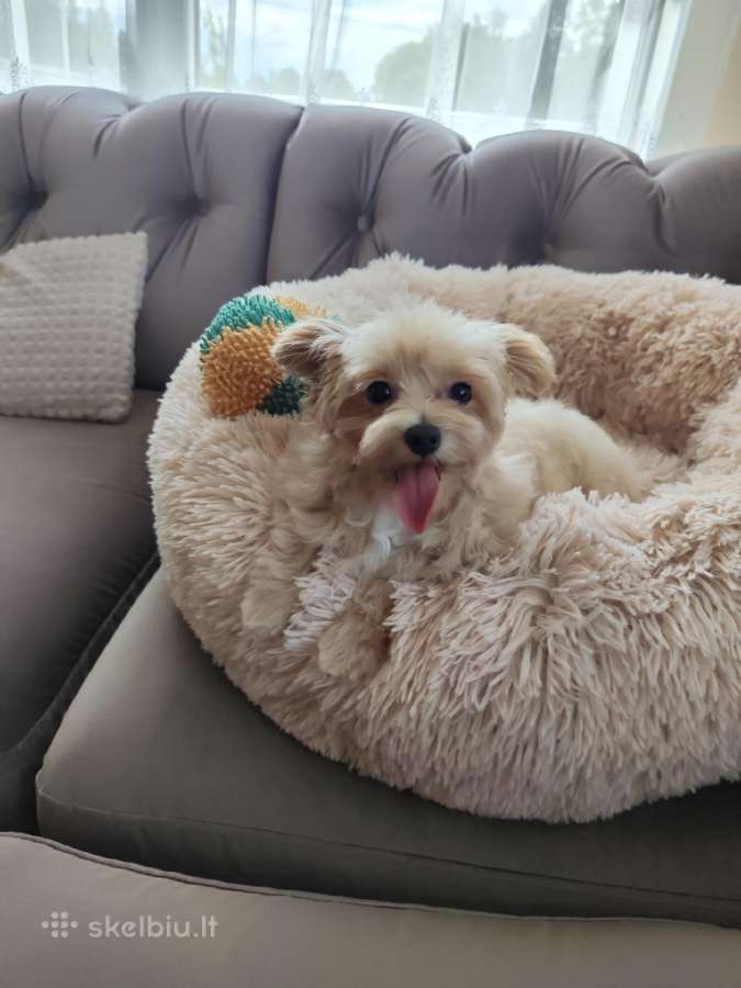 Maltipoo
